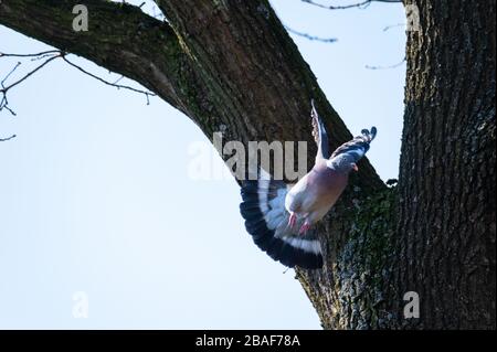 un piccione vola e si siede negli alberi per cercare il cibo per i più piccoli Foto Stock