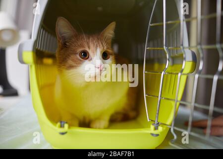 Primo piano di bellissimo gatto domestico seduto nella gabbia è pronto per viaggiare Foto Stock