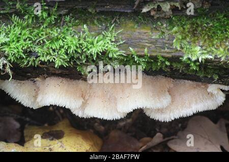 Phlebia tremellosa (ex Merulius tremellosus), noto come tremore Merulius o jelly rot, funghi selvatici dalla Finlandia Foto Stock