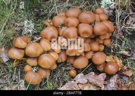 Psathyrella piluliformis, noto come moncone comune Brittlestem fungo cresce su oak in Finlandia Foto Stock