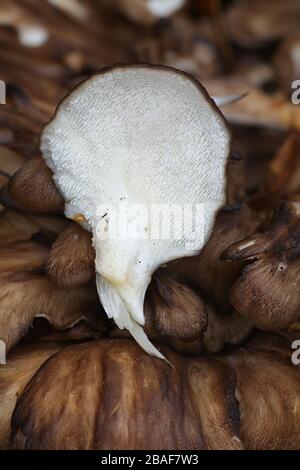 Grifola frondosa, noto come maitake, gallina di boschi e di ram la testa selvatici funghi commestibili con proprietà medicinali Foto Stock