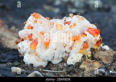 Hydnellum ferrugineum, noto come il dente di farinose o il marrone rossastro corky fungo della colonna vertebrale, dente selvatici funghi dalla Finlandia Foto Stock