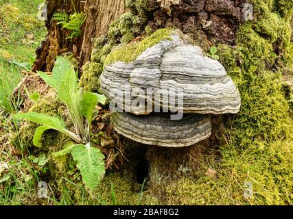 Ampio braccio Fungus su un tronco d'albero muschio Foto Stock