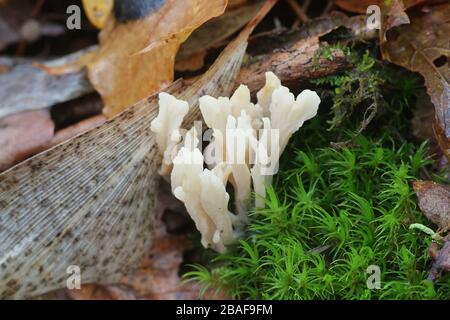 Clavulina rugosa, conosciuta come il fungo di corallo rugoso, funghi di corallo da Fulland Foto Stock