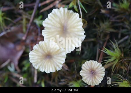 Lichenomphalia umbellifera, un fungo lichenizzato chiamato Heath Navel o Lichen Agaric, funghi selvatici dalla Finlandia Foto Stock