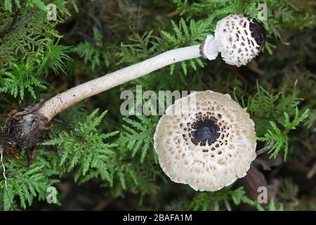 Lepiota felina, comunemente conosciuta come Cat Dapperling, fungo selvatico dalla Finlandia Foto Stock