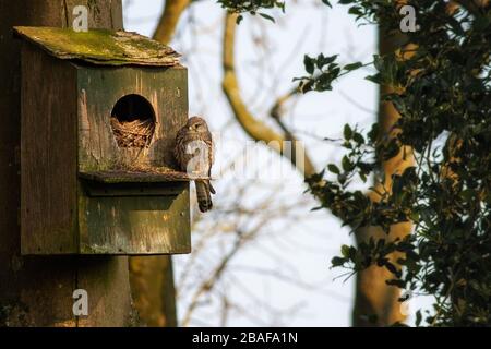 Femmina gheppio comune (Falco tinnunculus) seduta in una grande scatola di nidificazione - in attesa di un compagno? Wharfedale, Inghilterra Foto Stock