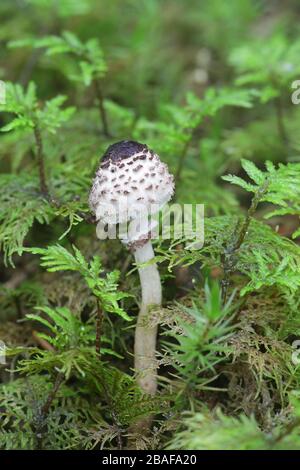 Lepiota felina, comunemente noto come Cat Dapperling di funghi selvatici dalla Finlandia Foto Stock