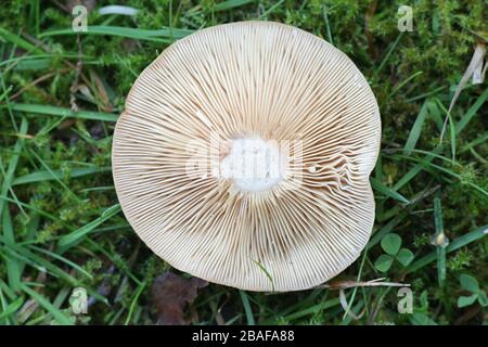 Lactarius quietus, conosciuto come il Milkcap di quercia, il Milkcap di oakbug o il Milkcap meridionale, fungo selvatico dalla Finlandia Foto Stock