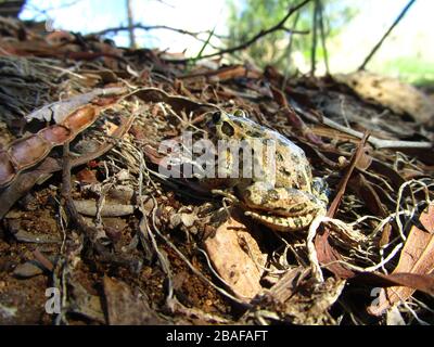 Rana mediterranea dipinta in una foresta di Malta - Discolosso specie pectus Foto Stock