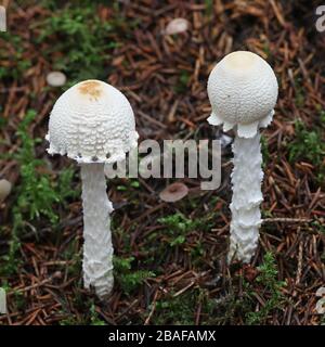 Lepiota clypeolaria, noto come lo scudo dapperling o shaggy-sgambate Lepiota, fungo velenoso dalla Finlandia Foto Stock