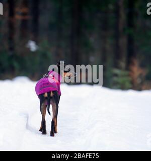 Adorabile femmina Machester Terrier di fronte ad una foresta Foto Stock