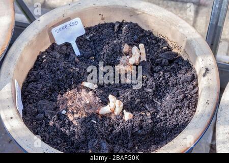 Serra pulita e Begonia tuberi piantati durante isolamento a causa di Covid-19 Treat, Northampton, Inghilterra, Regno Unito. Foto Stock