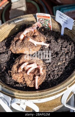 Serra pulita e Begonia tuberi piantati durante isolamento a causa di Covid-19 Treat, Northampton, Inghilterra, Regno Unito. Foto Stock