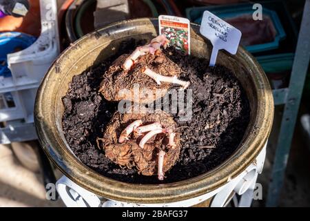 Serra pulita e Begonia tuberi piantati durante isolamento a causa di Covid-19 Treat, Northampton, Inghilterra, Regno Unito. Foto Stock