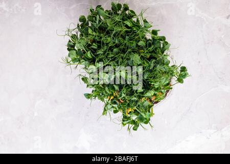 Micro verdi freschi, germogli di piselli in crescita per insalata sana mangiare cibi verdi ricchi di vitamina, fibra, antiossidanti concetto Foto Stock