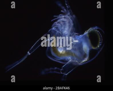 Piccoli granchi come plancton di mare come krill Foto Stock