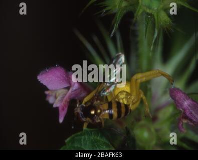 ragno di granchio giallo mangia volare Foto Stock