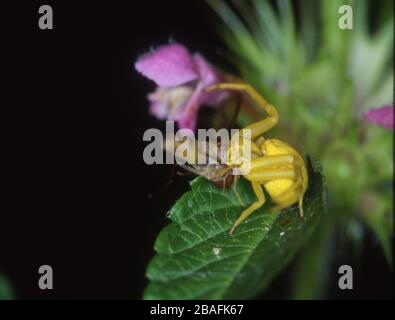 ragno di granchio giallo mangia volare Foto Stock