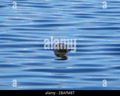 Seal nuoto in acque blu profondo con onde e riflessi , volto guardando nella fotocamera , al lago di Ísafjarðardjúp fiordi in ovest dell'Islanda Foto Stock