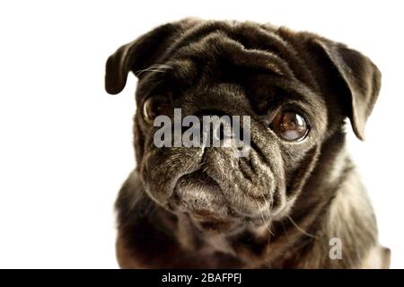 Nero Pug testa ritratto Studio scatto isolato su sfondo bianco Foto Stock