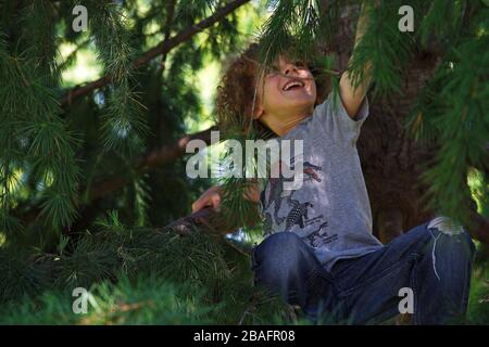 Ragazzo con capelli ricci che arrampica l'albero Foto Stock