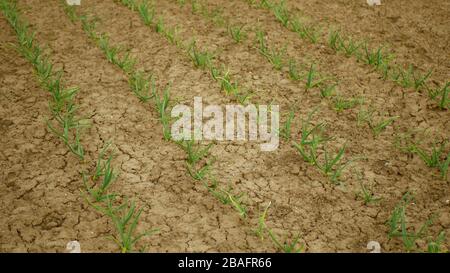 Molto siccità terreno secco con foglie di papavero aglio Allium cepa cipolla, scallion, porro, e erba cipollina, asciugando il suolo cracked, cambiamento climatico Foto Stock