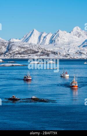 Barche da pesca che navigano nell'ingresso del porto di Svolvaer, una città di pescatori nelle Isole Lofoten, Nordland County, Norvegia. Foto Stock