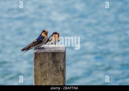 Consente di eseguire lo swallows su un post Foto Stock