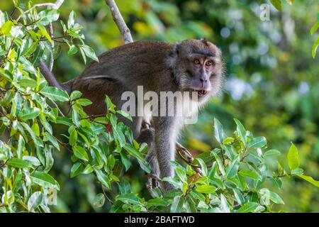 Macaque a coda lunga, conosciuto anche come il macaque mangiare granchio, Macaca fascicularis, nella foresta pluviale di Borneo, Malesia, Asia. Foto Stock