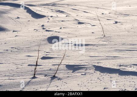 Piccoli alberi che si stagliano dalla costa innevata dell'isola di Vestvagoy, la seconda isola principale dell'arcipelago delle Lofoten, Nordland County, Norwa Foto Stock
