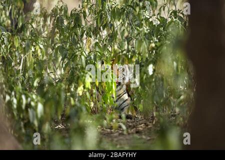 Bengala Tigre Machali guardando un Prey oltre gli alberi vicino Rajbaug zona, Ranthambhore foresta, India. Foto Stock