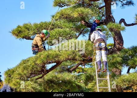 I lavoratori stanno tagliando l'albero grande del pino per sembrare bonsai Foto Stock