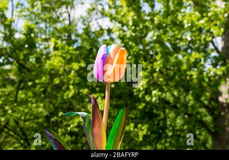 Bellissimo tulipano con petali multicolore, fiore in un giardino verde primavera. Foto Stock