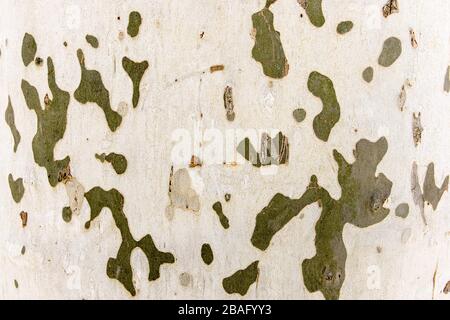 Corteccia di albero naturale con texture goffrata. Il muschio verde. Foto Stock