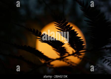 Luce in giardino scuro notte. Vecchia lampada dietro le foglie. Luce scura drammatica. Foto Stock