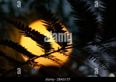 Luce in giardino scuro notte. Vecchia lampada dietro le foglie. Luce scura drammatica. Foto Stock