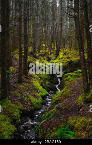 Foresta verde di Mossy e piccolo torrente visto dal sentiero di Glencoe Lochan, nelle Highlands scozzesi, in Scozia Foto Stock