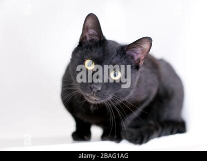 Un gatto shorthair nero domestico con una curiosa espressione guardando direttamente la macchina fotografica Foto Stock