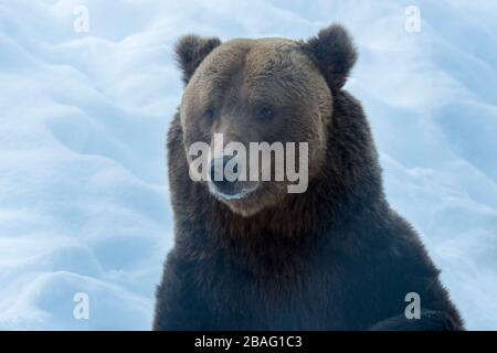 Ritratto di un orso bruno in inverno in un parco faunistico nel nord della Norvegia. Foto Stock