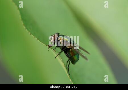 Primo piano di housefly Foto Stock