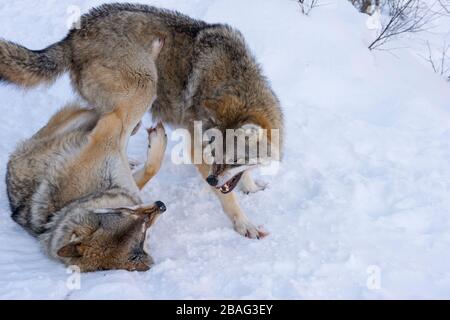 Lupi grigi (Canis lupus) nella neve che combattono l'uno con l'altro in un parco faunistico nel nord della Norvegia. Foto Stock