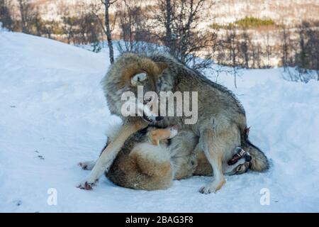 Lupi grigi (Canis lupus) nella neve che combattono l'uno con l'altro in un parco faunistico nel nord della Norvegia. Foto Stock