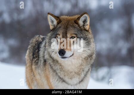 Primo piano di un lupo grigio (Canis lupus) nella neve in un parco faunistico nel nord della Norvegia. Foto Stock