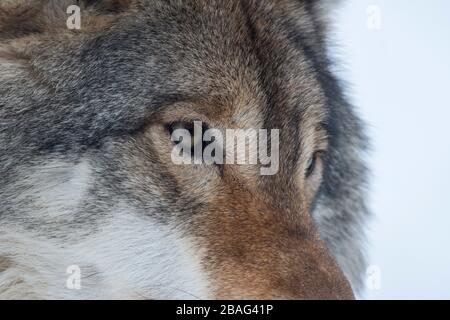 Primo piano della faccia di un lupo grigio (Canis lupus) nella neve in un parco faunistico nel nord della Norvegia. Foto Stock