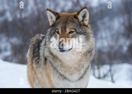 Primo piano di un lupo grigio (Canis lupus) nella neve in un parco faunistico nel nord della Norvegia. Foto Stock