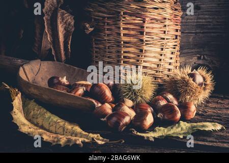 castagne appena raccolte - primo piano Foto Stock