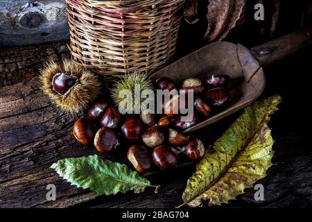 castagne appena raccolte - primo piano Foto Stock