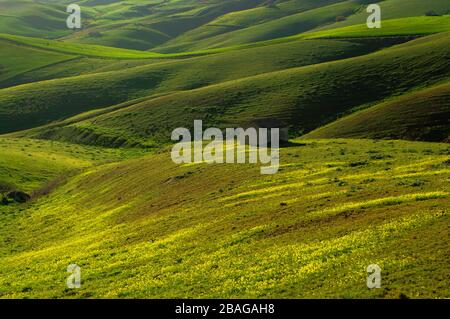 Colline ondulate ricoperte di campi di grano verde alla sera in Sicilia Foto Stock