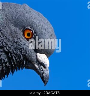 testa di piccione ferale da vicino Foto Stock